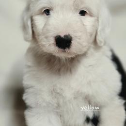 Yellow collar - Gray and white female Old English Sheepdog puppy in Smallett, Missouri from Chasin Angus Sheepdogs