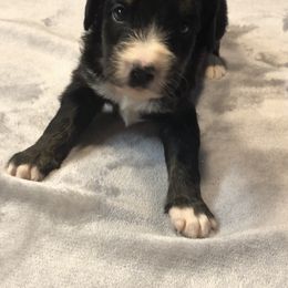 Bernedoodle and Goldendoodle Puppies from Owen Doodles