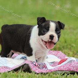 Beagle and Boston Terrier Puppies from Marti Acres ~ Boston Terrier & Beagles