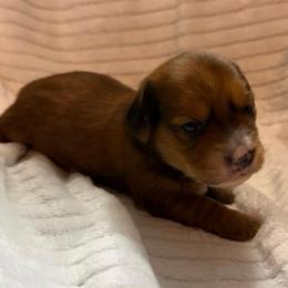 Merry - Chocolate female Dachshund puppy in Hillsville, Virginia from Bonderosa Kennels