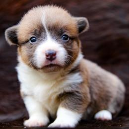 Deuce - Sable male Pembroke Welsh Corgi puppy in Star City, Arkansas from Say When Corgi Co.