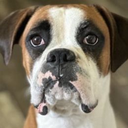 Boxers from Dudley’s Boxers