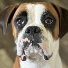 Boxers from Dudley’s Boxers