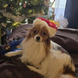 Papillons from Home Raised Papillon Puppies
