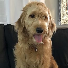 Stella - Goldendoodle