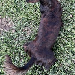 Baby Girl - Dachshund