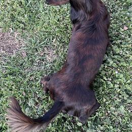 Baby Girl - Dachshund