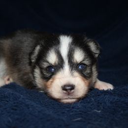 Prince - Black and white male Pomsky puppy in Uintah County, Utah from Bingo's Wolfhounds, Lollipop Pomskies