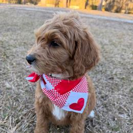 Luna -white - Red  female Goldendoodle puppy in Bogue Chitto, Mississippi from Valentine Kennels