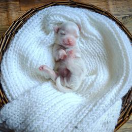 Frost - White male Maltese puppy in Barren Springs, Virginia from Seeking Shalom Acres Maltese, Maltipoos & Havamalts