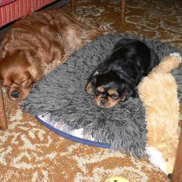 Cavalier King Charles Spaniel Puppies from 7 Bridges Cavaliers