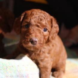 Sage - Red  female Poodle puppy in Jensen Beach, Florida from Pineapple Poodles