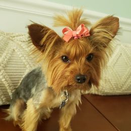 Gypsie - Yorkshire Terrier