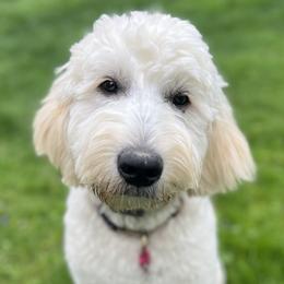 Luna - Goldendoodle