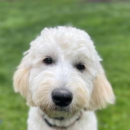 Luna - Goldendoodle