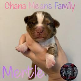 Mertle - Red merle female Miniature Australian Shepherd puppy in Brenham, Texas from Stone N Rose Kennels