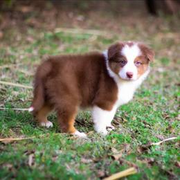 Sweet Potato - Red tri-color female Australian Shepherd puppy in Belton, Texas from Brilliant Beautiful Australian Shepherds