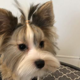 Yorkshire Terriers from The Yorkie Armory