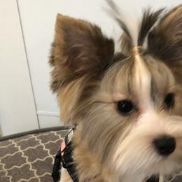 Yorkshire Terriers from The Yorkie Armory