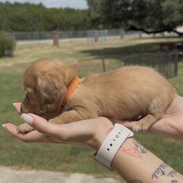Chocolate Based Cream Longhair Male (Orange Collar) - Cream male Dachshund puppy in Killeen, Texas from Southern Dachshunds