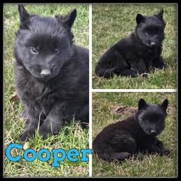 Cooper - Black and white male Siberian Husky puppy in Wheeler, Michigan from Haase Family Kennels