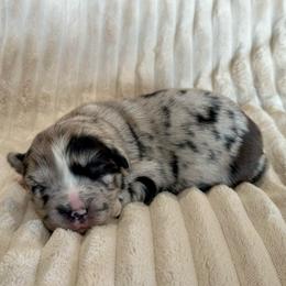 Nash - Blue merle male Miniature Australian Shepherd puppy in New Hampton, Iowa from Full River Australian Shepherds