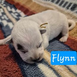 Flynn - Blue male Australian Cattle Dog puppy in Prescott Valley, Arizona from KS Cattle Dogs