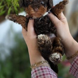 Rex - Phantom male Bernedoodle puppy in Decatur, Tennessee from Diamond's Doodles