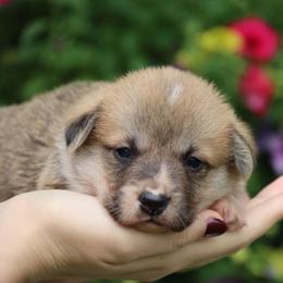 Bart - Red male Pembroke Welsh Corgi puppy in Pollock, Missouri from Northstar