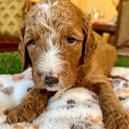 Diego - Apricot male Goldendoodle puppy in Lancaster, California from Kid's Best Doodle
