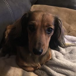 Zinnia - Dachshund