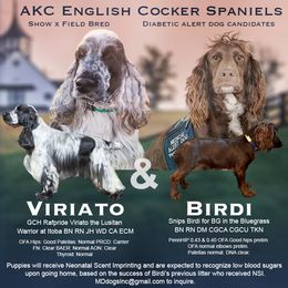 English Cocker Spaniel Puppies from MD Dogs Inc