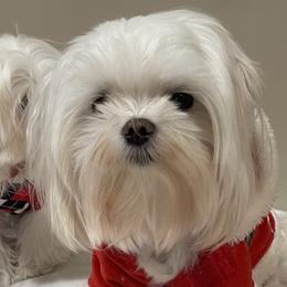 Polo - Maltese