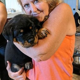 Rottweiler Puppies from Von Schonen Rottweilers