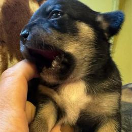 Paityn - Black female Chihuahua puppy in Brooklyn, Connecticut from Ladybug Chihuahuas