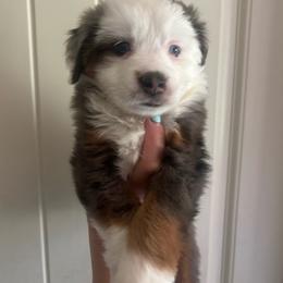 Hermione - Blue merle female Toy Australian Shepherd puppy in Princeton, Louisiana from Legacy Hill Aussies