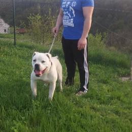 American Bulldog Puppies from King Ranch Kennels