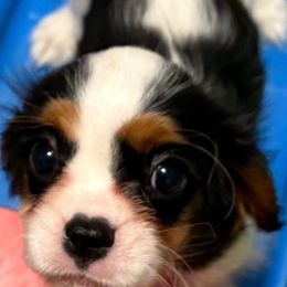 Jeep - Tri-color male Cavalier King Charles Spaniel puppy in Melbourne, Florida from Majestic Cavaliers of Melbourne FL