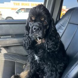 Gracie - Cocker Spaniel