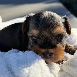 Shorty - Black and gold male Yorkshire Terrier puppy in Escondido, California from Yorkies of Escondido
