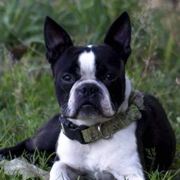 Boston Terriers from Central MI Bostons