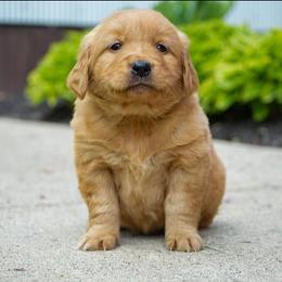 Sage - Golden male Golden Retriever puppy in Saint Joe, Indiana from Golden Acres Farm