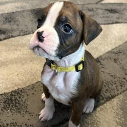 Kora - Brindle female Boxer puppy in Ocala, Florida from Bowers Boxers