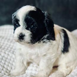 Pup 4 - Black and white female Shichon puppy in Grand Rapids, Michigan from Great Lakes Teddy Bear Dogs