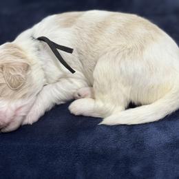 Goldendoodle Puppies from Unike Puppies
