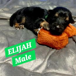 Elijah Green Collar - Black and red male German Shepherd puppy in Bedias, Texas from TiPi S Ranch's German Shepherds