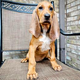 Reba - Red female Colombian Fino Hound puppy in Kingston, Tennessee from Fino Hounds USA