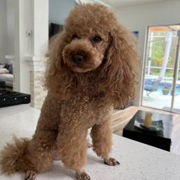 Sparky - Poodle