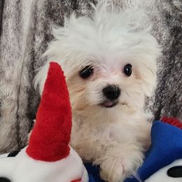 Morkie puppies from My Precious Pups