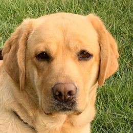 Honey - Labrador Retriever